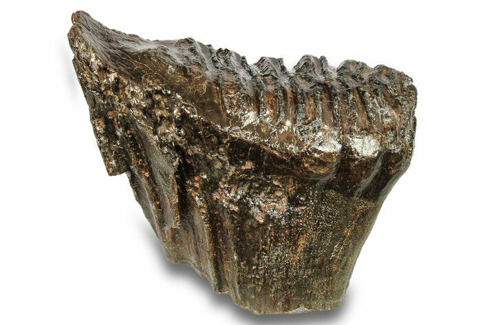 Fossil Woolly Mammoth Molar - Siberia #259875